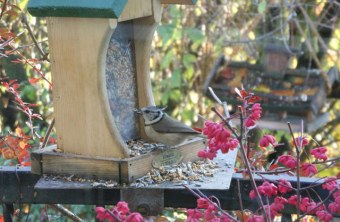 Haubenmeise frisst aus einem Futterspender, der auf einem Balkon steht | © M. Schülein