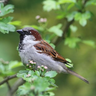 Haussperling im Baum | © Dr. Christoph Moning