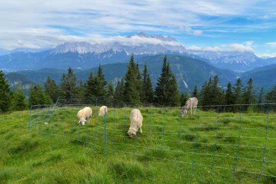 Herdenschutzzaun auf Schafweide | © Dr. Olaf Broders