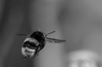 Hummel im Flug von hinten in schwarz und wieß | © Franz Meyer