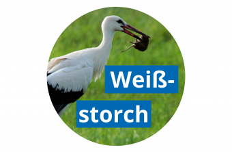 Weißstorch