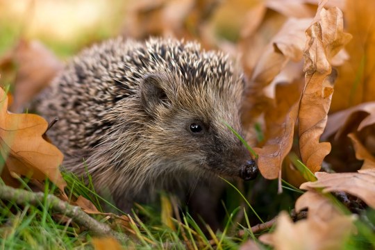 Ein Igel im Laub | © Andreas Giessler