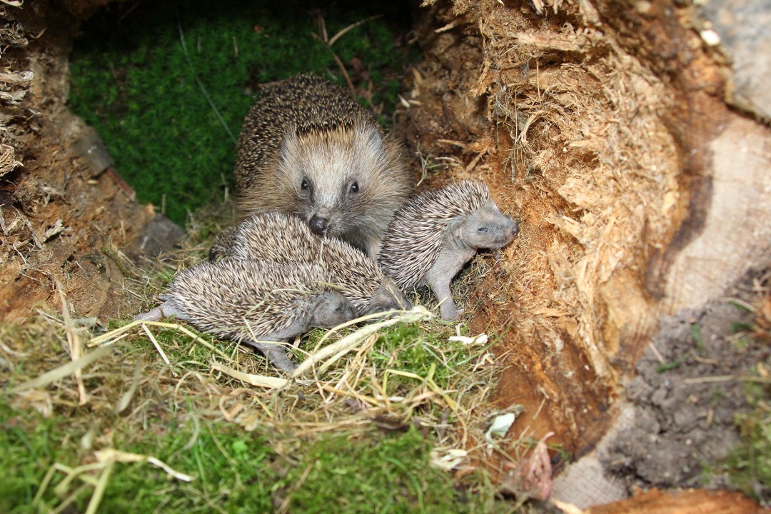 Igelfamilie in ausgehöhltem Baumstamm | © Dieter Hopf