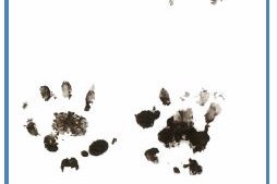 Quelle: igelimgarten.boku.ac.at