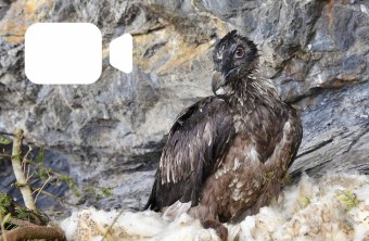 Junger Bartgeier in der Auswilderungsnische (Archivbild) | © Hansruedi Weyrich