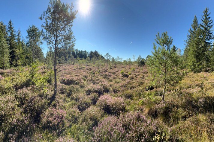 Ein sonniges Heidegebiet in Weidfilz bei Königsdorf zeigt die Naturschutzarbeit des LBV. | © LBV