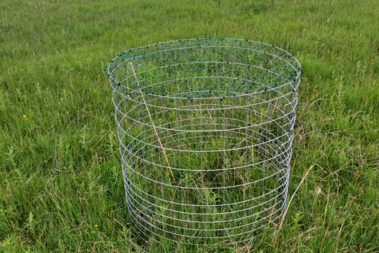 Ein Schutzkorb für Braunkehlchen steht inmitten einer grünen Wiese | © Martin Küblbeck