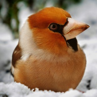 Kernbeißer im Schnee | © Christa Lachmann