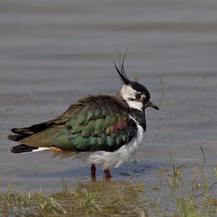 Kiebitz steht im flachen Wasser | © Marcus Bosch