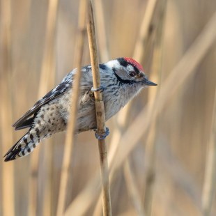 Kleinspecht hängt an Schilfrohr | © Andreas Hartl