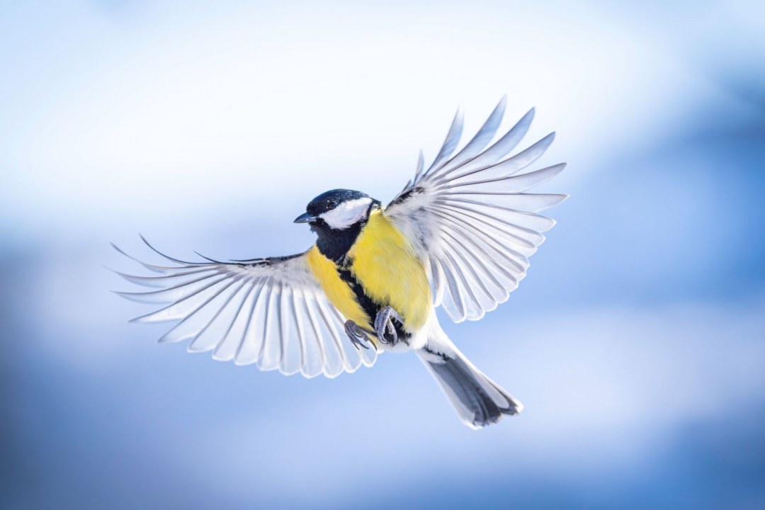 Kohlmeise | © Christian Schöttner