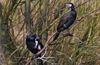 Zwei Kormorane im Geäst | © Marcus Bosch