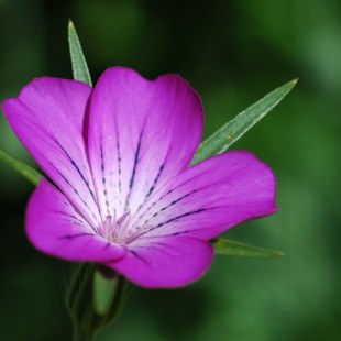 Kornrade Einzelblüte | © T. Staab