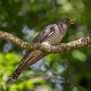 Kuckuck auf einem Baum | © Andreas Hartl