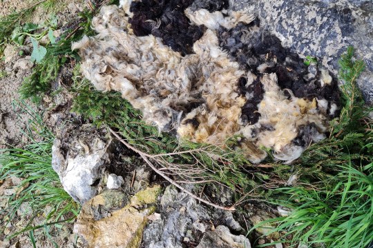 Die kuschligen neuen Horste |  © D. Schuhwerk, LBV