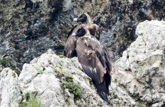 Generl und Luisa zusammen auf einem Felsen am 09.07.25 | © Hans Klein