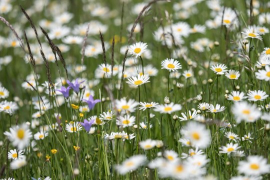 Blumenwiese | © Oliver Wittig