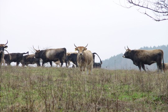 LBV Schutzgebiet Grubenfelder Leonie mit Heckenrindern | © Julia Römheld