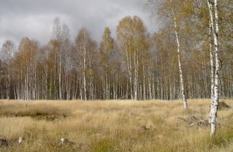Viele Birken und Wiese im LBV-Schutzgebiet Schnellenzipf | © Natascha Neuhaus
