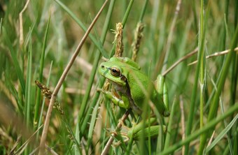 Laubfrosch an höherem Gras | © Eva Schubert