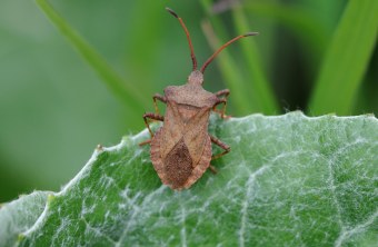 Lederwanze auf einem grünen Blatt | © Dr. Eberhard Pfeuffer