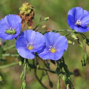 Lein | © Klaus Müller