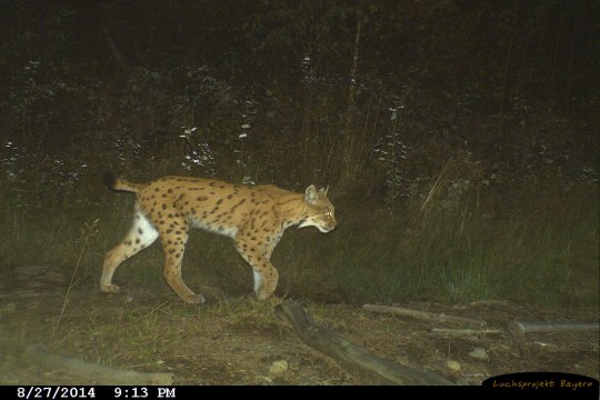 Luchs Leo am Kaitersberg | © LBV