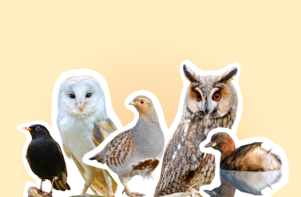 Verschiedene Vogelarten stehen nebeneinander auf einem Ast, ideal für den Einsatz des LBV im Naturschutz.