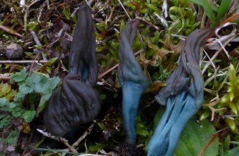 Drei seltene Nacktfuß-Stielzungen wachsen auf moosigem Boden | © Rudi Markones