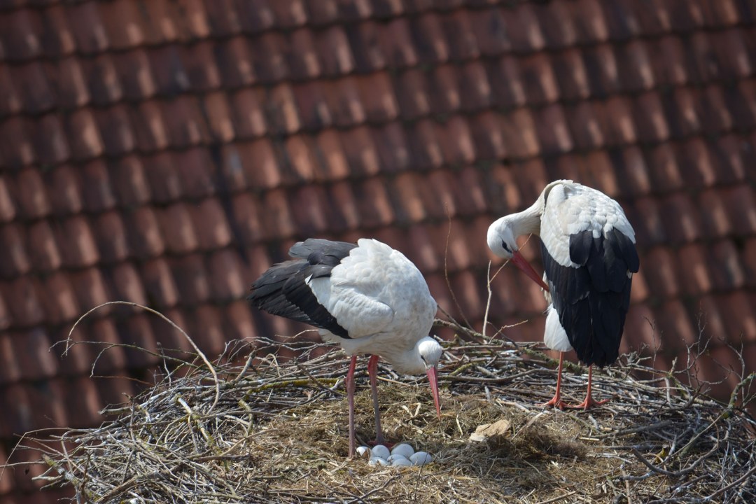 Zwei Weißstörche mit sechs Eiern im Storchen-Horst am Pfarrhaus Gerhardshofen | © H. Seefried
