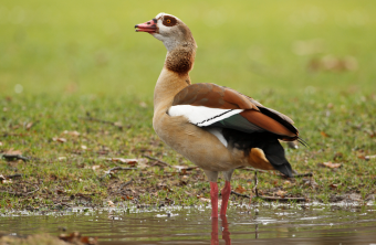 Nilgans steht auf einer Wasserlache | © Rosl Rößner