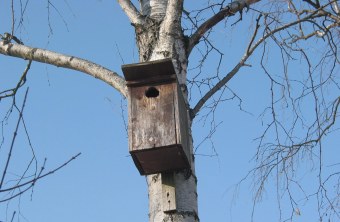 Höhlenbrüter Nistkasten am Baum angebracht | © Böhm