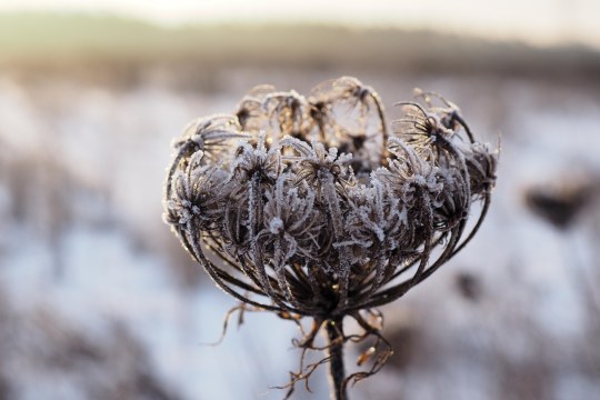 Blühflächen und Brachen erhöhen die Vielfalt in intensiv genutzten Landschaften | © Franziska Wenger