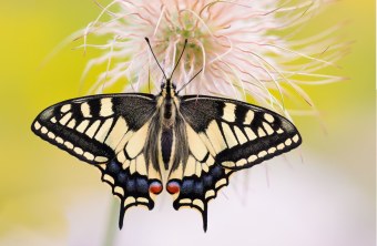 Schwalbenschwanz| © Erich Obster