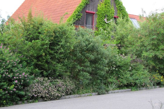 Artenreiche Hecke | © Birgit Helbig