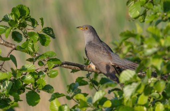 Kuckuck | © Gunther Zieger