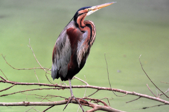 Purpurreiher auf Ast | © Andreas Hartl