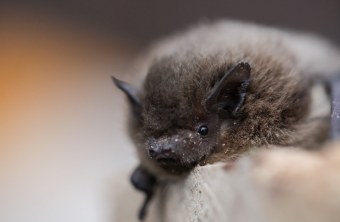 Rauhhaut-Fledermaus auf der Hand | © Ralph Sturm