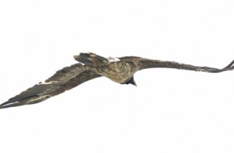 Recka im August 2024 | © Christoph Dietmaier