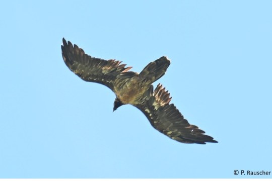 Recka im Juli 2025 in den Hohen Tauern |© P. Rauscher