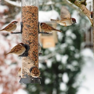 Feldsperlinge an Futtersäule | © Renate Penker