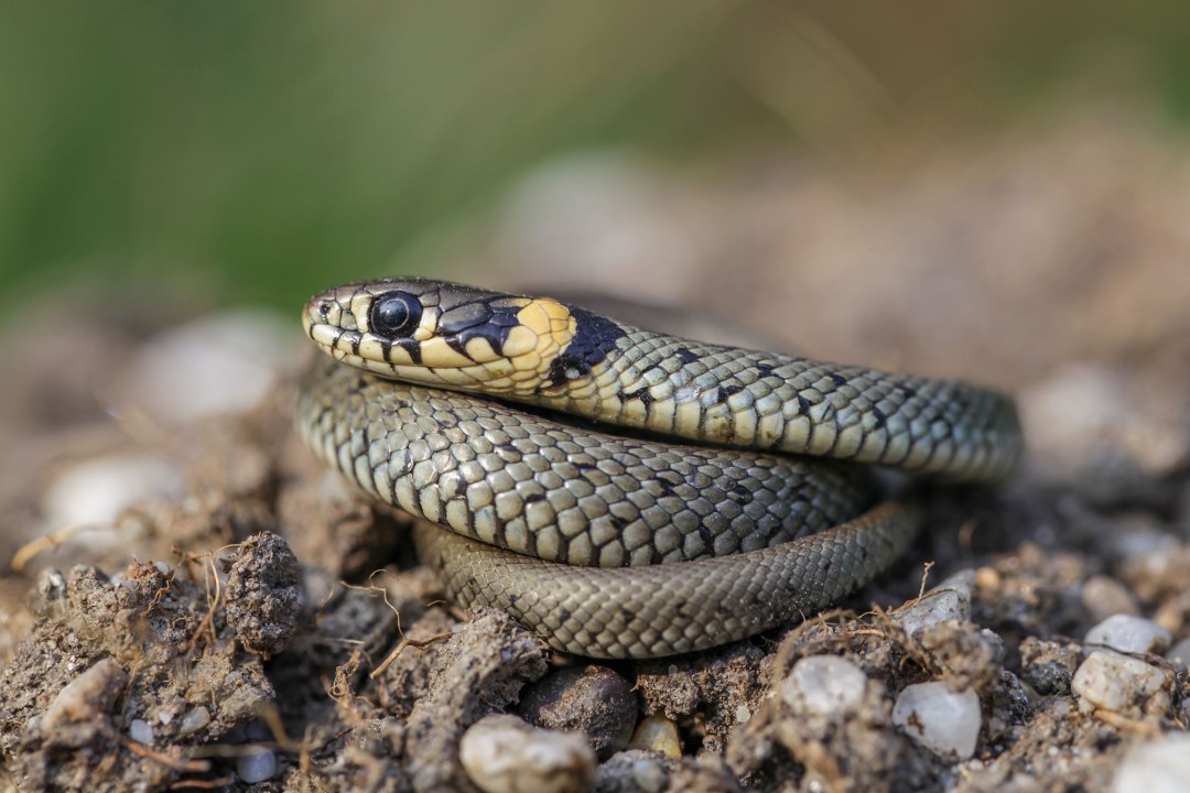 Ringelnatter | © Ralph Sturm