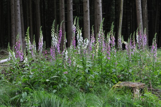 Roter Fingerhut auf einer Wiese vor einem Wald | © Dr. Eberhard Pfeuffer