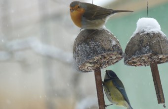 Rotkehlchen und Blaumeise fressen an einer Kokosnuss, die mit Fettfutter und Körnern gefüllt ist | © Maria Bauer