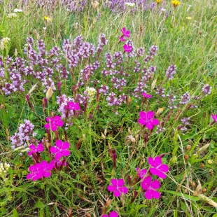 Sandmagerrasen mit Heidenelke und Thymian | © Patricia Danel
