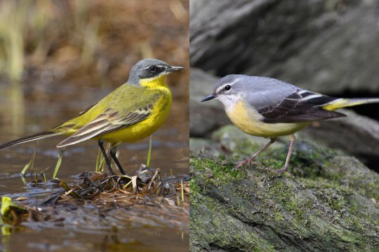 Schafstelze links Gebirgsstelze rechts | © Zdenek Tunka