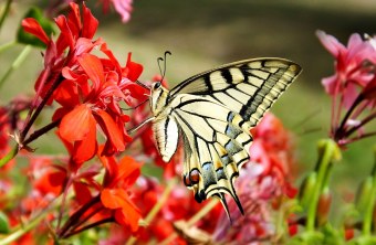Schwalbenschwanz an einer roten Blüte, man sieht ihn seitlich | © Günter Kaufmann