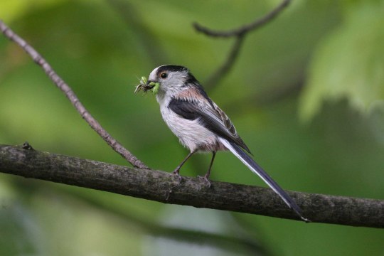 Schwanzmeise sitzt auf einem Ast und hat Insekten im Schnabel. | © Zdenek Tunka