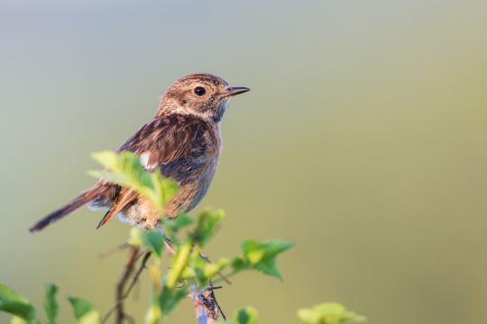 Schwarzkehlchen-Weibchen sitzt auf Strauch | © Markus Glässel