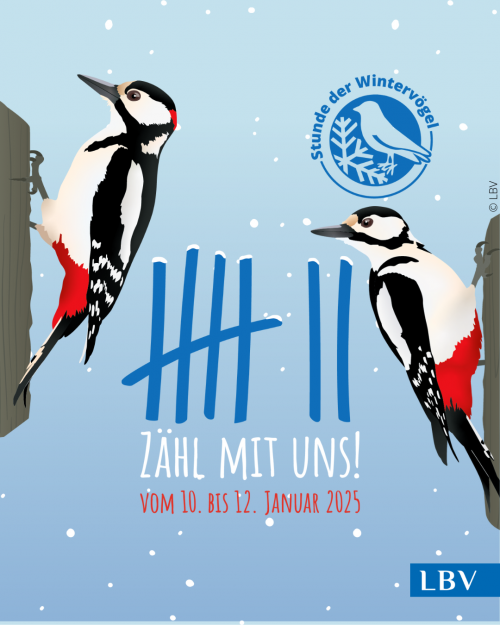 Instagram Feed Stunde der Wintervögel